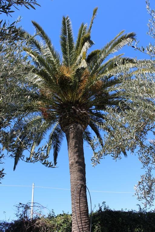 Appartamento Le Tre Palme Frigintini Buitenkant foto